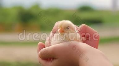 孩子手里拿着一只鸡。 手牵着照顾一只小鸡。